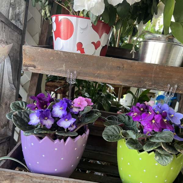 Two potted African violets in colorful polka-dot containers on a wooden shelf.
