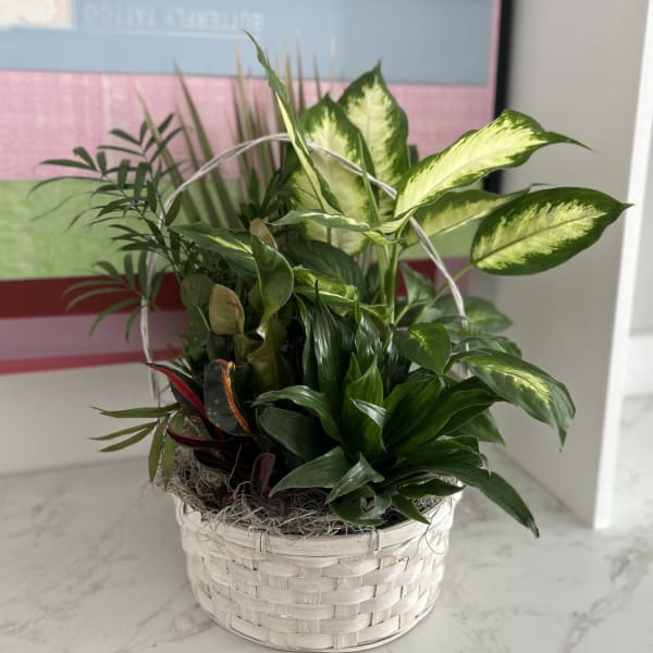 Mixed green houseplants arranged in a white woven basket