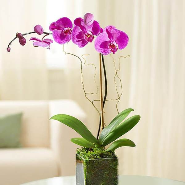 Pink orchid plant in a square glass vase