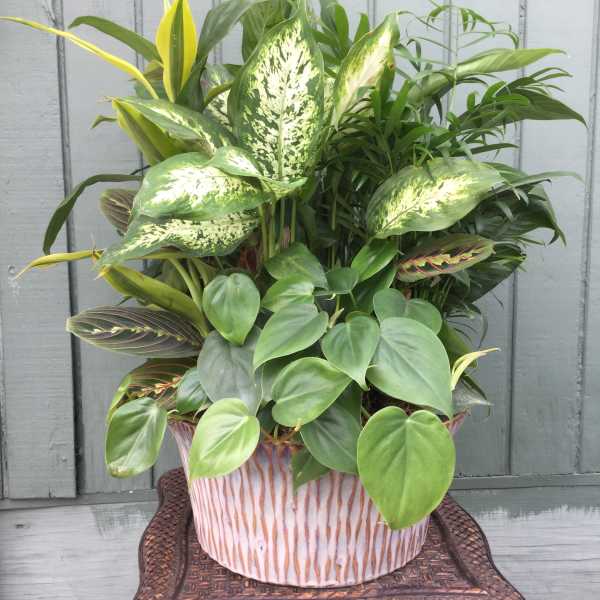 Mixed green houseplants in a decorative ceramic pot