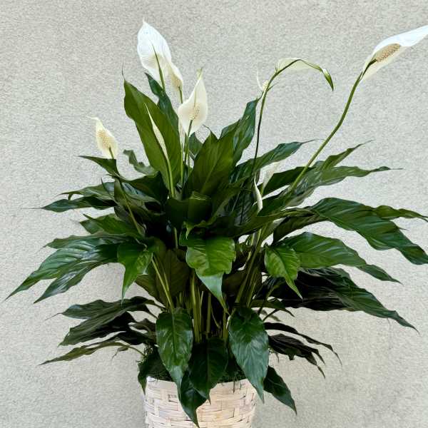 Peace Lily