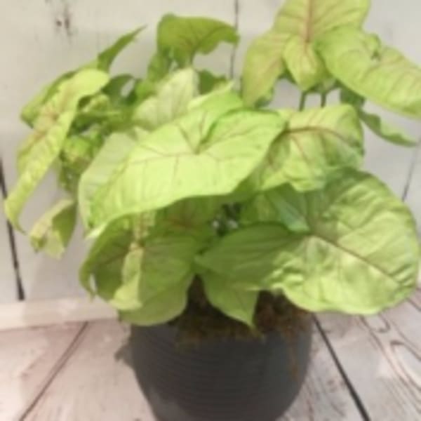 Potted houseplant with large light green leaves in a dark round container