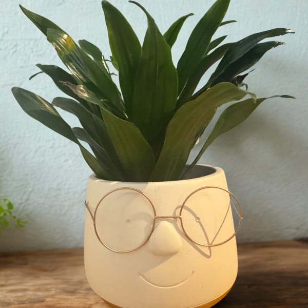 Potted green plant in a face-shaped ceramic planter with glasses