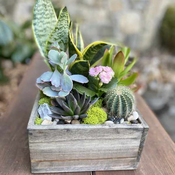 Mixed succulents and cactus in a rustic wooden box planter with pebbles