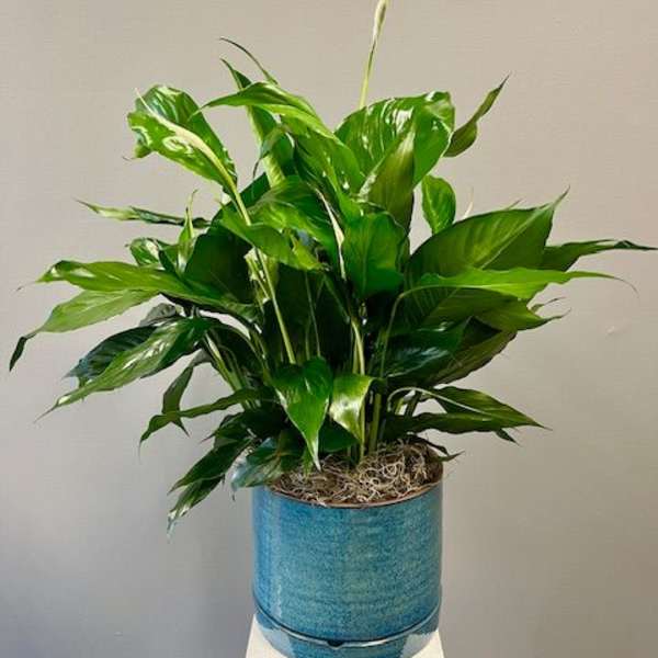 Potted green houseplant in a blue ceramic container