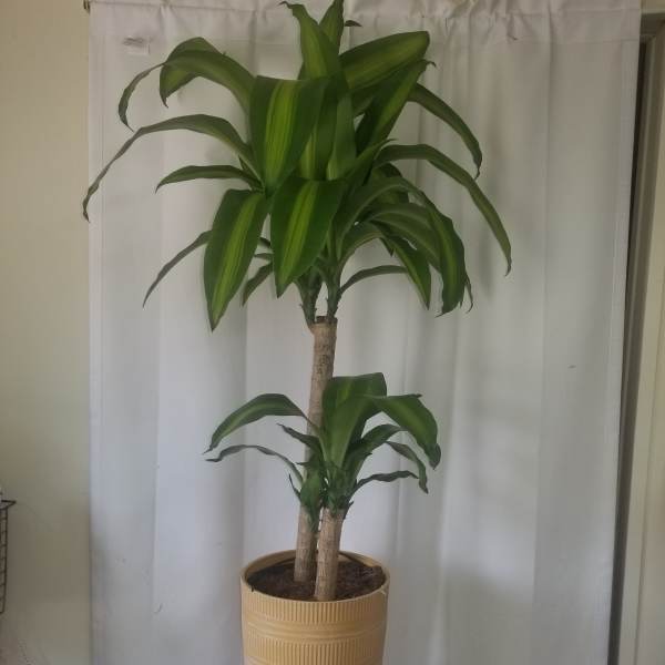 Tall potted dracaena plant with broad green leaves