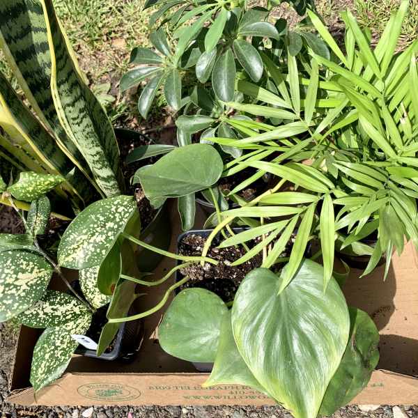 Assorted potted houseplants in a cardboard box outdoors