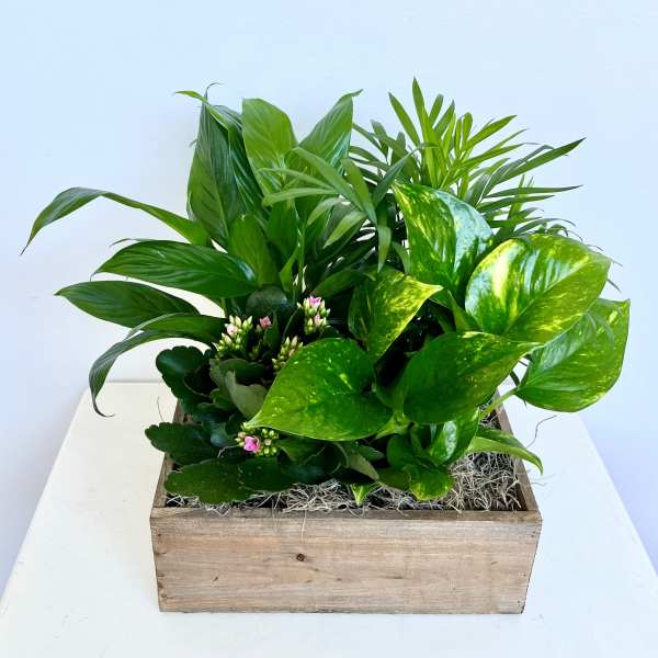Emerald Greens Wooden Box