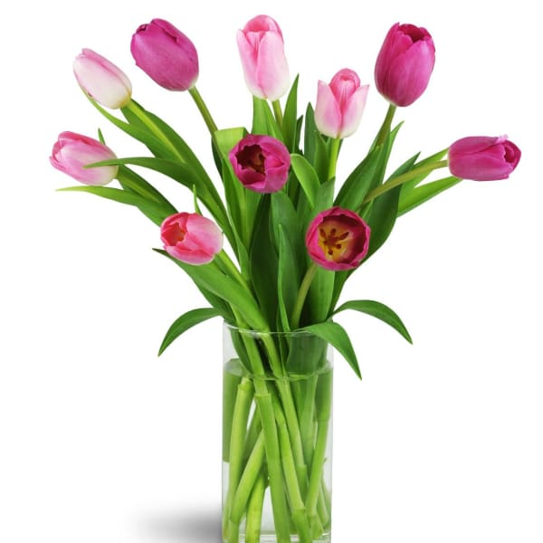 Pink and white tulips in a clear glass vase