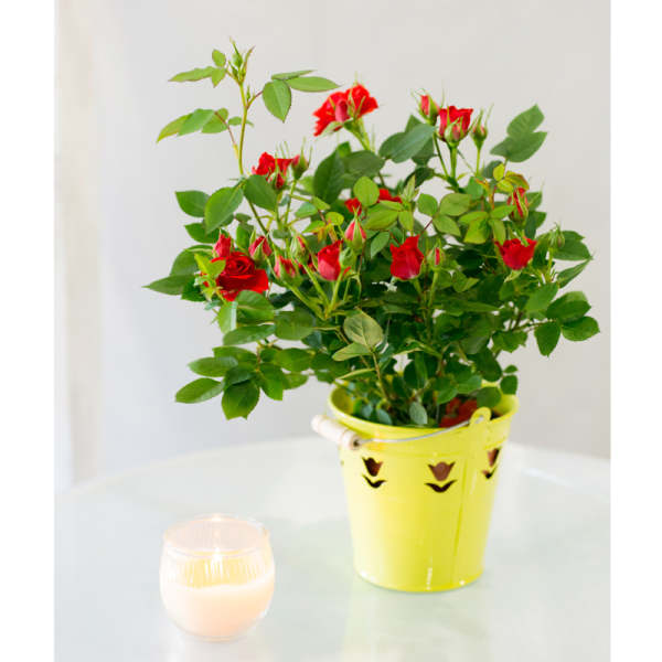 Miniature Red Rose Plant