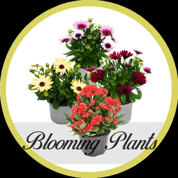 Three potted flowering plants with daisy-like blooms and red clusters