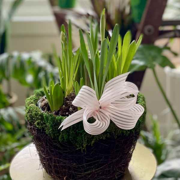 Potted green bulb plant with a pale pink ribbon bow