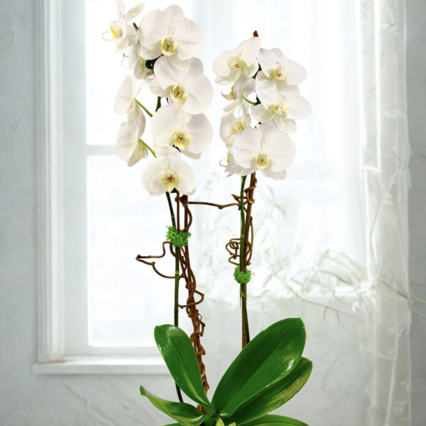 Potted white phalaenopsis orchid with two tall flowering stems and a small succulent in a round white pot