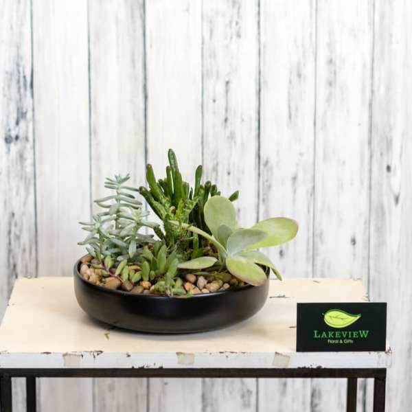 Succulent arrangement in a black bowl planter on a table
