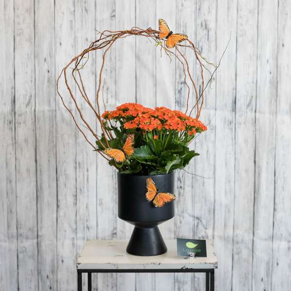 Potted orange flowering plant in a black pedestal pot with twig arch and faux butterflies