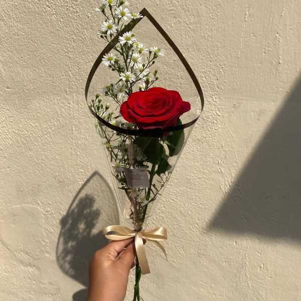 Single red rose with small white daisies in a clear wrap