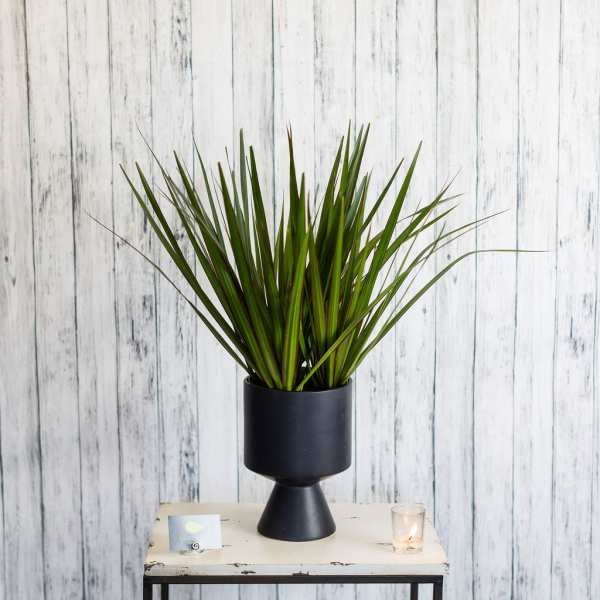 Potted spiky green plant in a black pedestal planter on a table