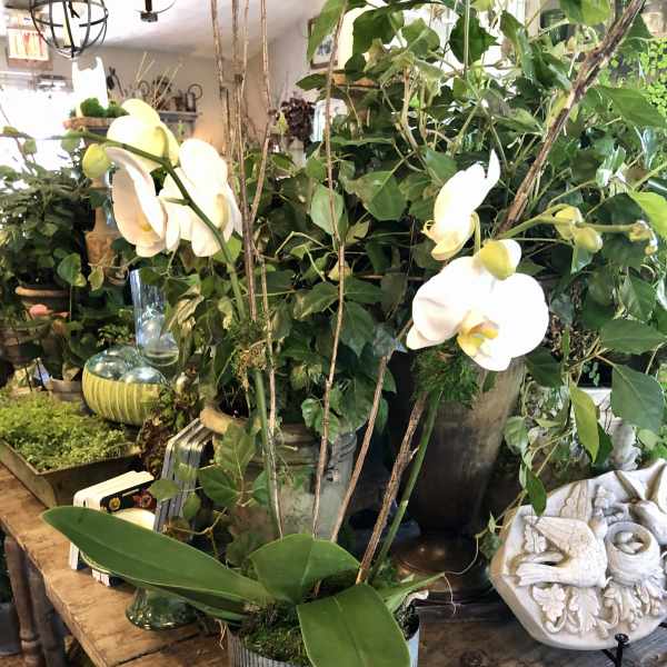 White phalaenopsis orchid plant in a gray pot on a wooden table among other potted plants