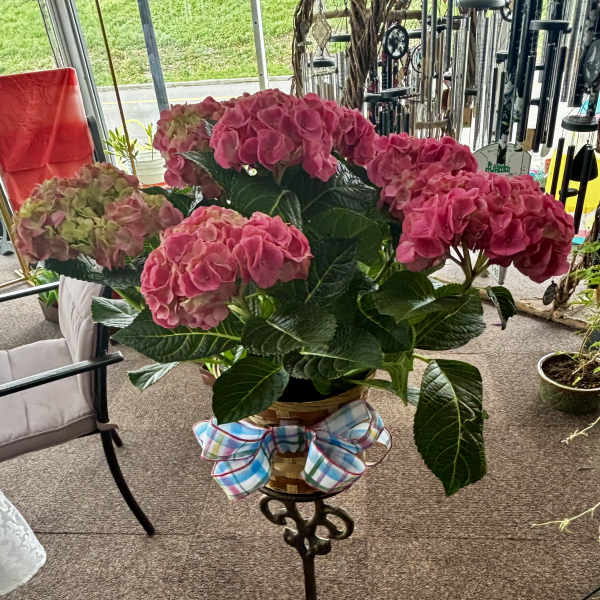 Blooming Hydrangea Plant