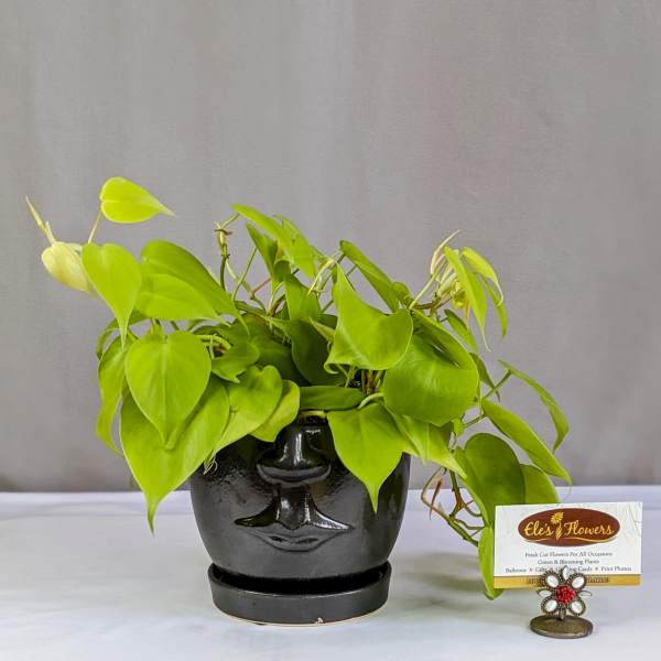 Bright green potted plant in a black face-shaped planter