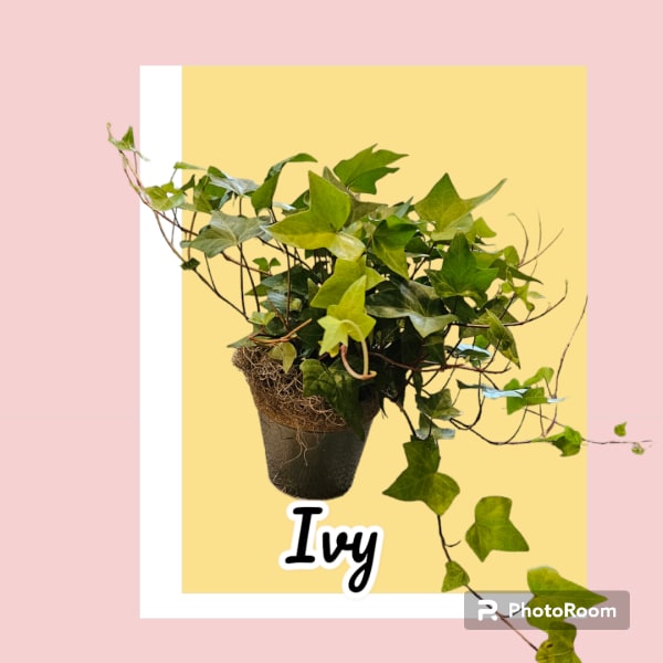 Potted ivy plant with trailing vines in a dark container