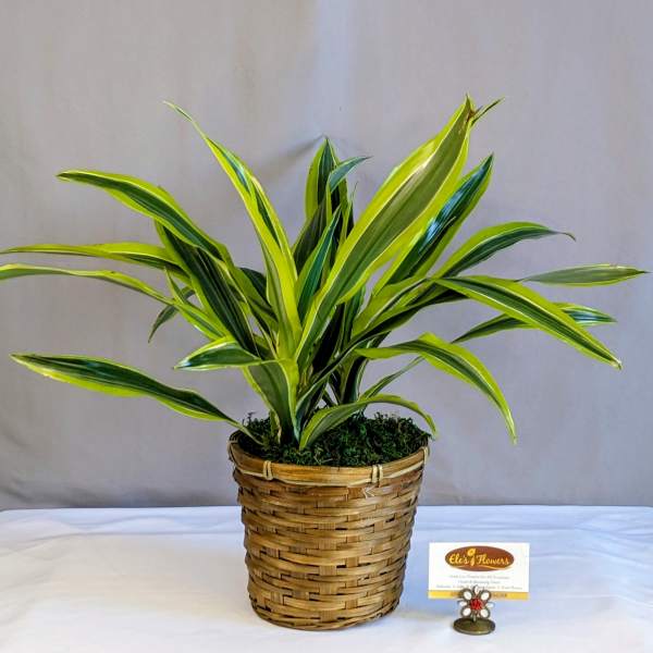 Potted variegated green plant in a woven basket planter