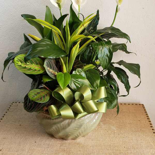 Garden Of Green 12 inches