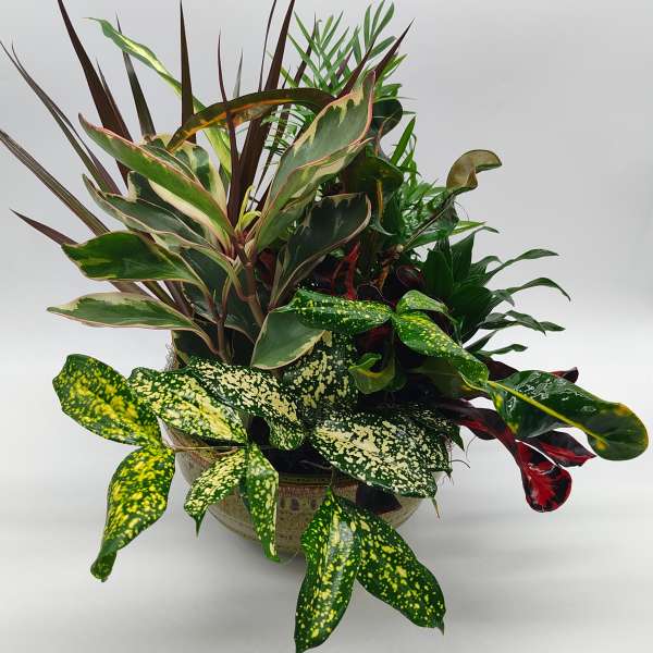 Mixed potted foliage arrangement in a ceramic bowl