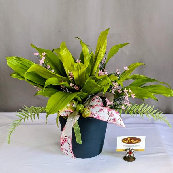 Stunning Dracaena Plant - 6" Planter