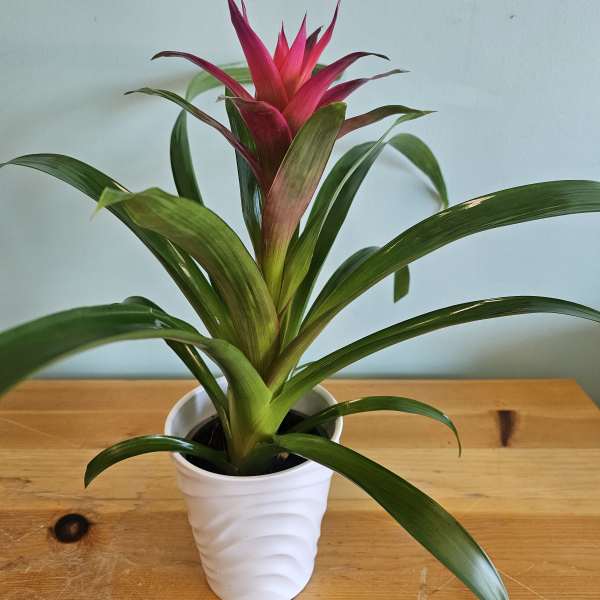 Potted bromeliad with a pink-red central bloom in a white pot