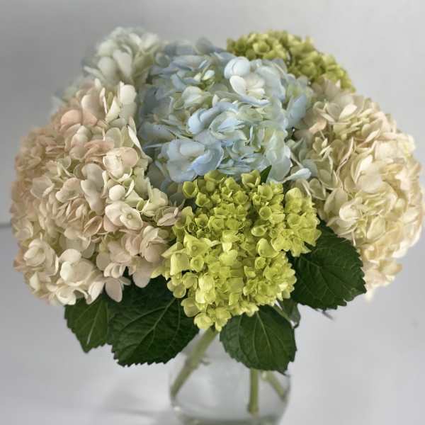Hydrangea bouquet in a clear glass vase with blue, cream, and green blooms