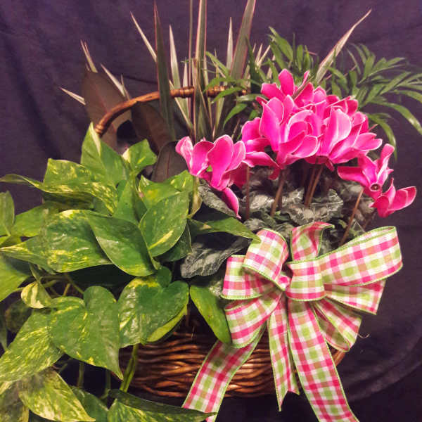 Pink cyclamen in a wicker basket with a plaid bow and trailing pothos