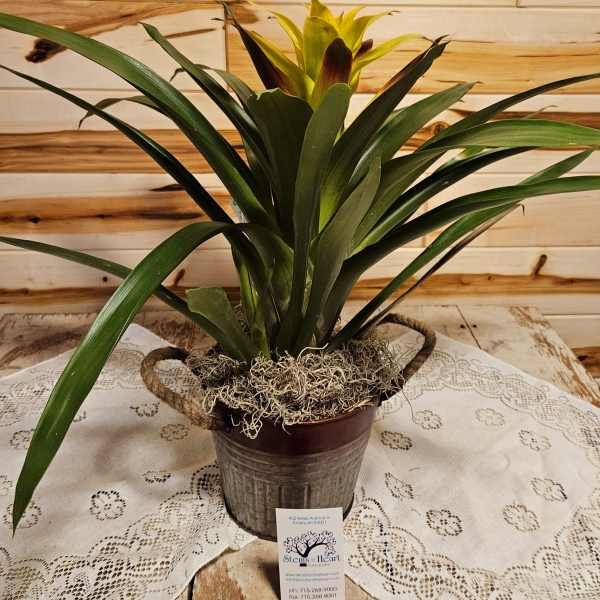 Potted bromeliad plant with a yellow bloom in a metal container