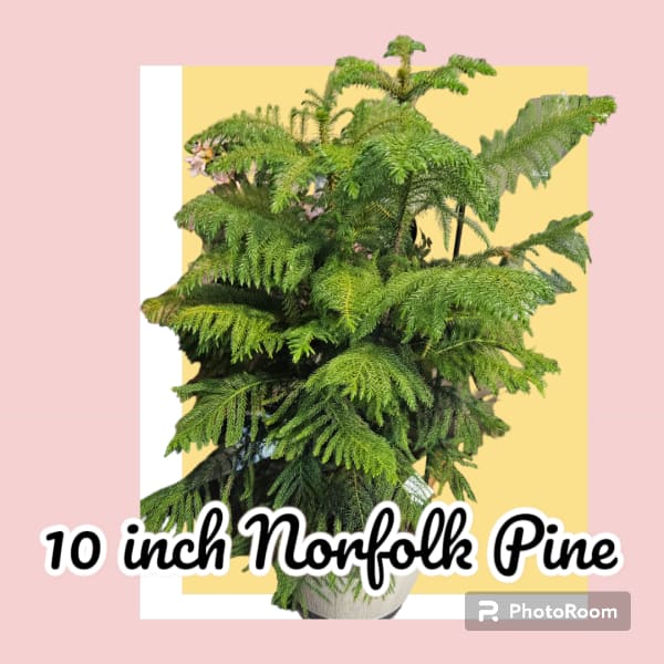 Potted Norfolk pine plant with dense feathery green fronds