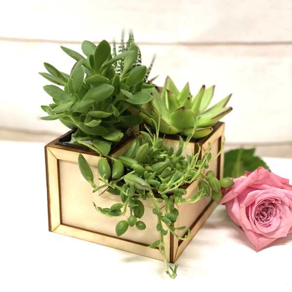 Wooden box planter filled with assorted green succulents next to a single pink rose on a white surface