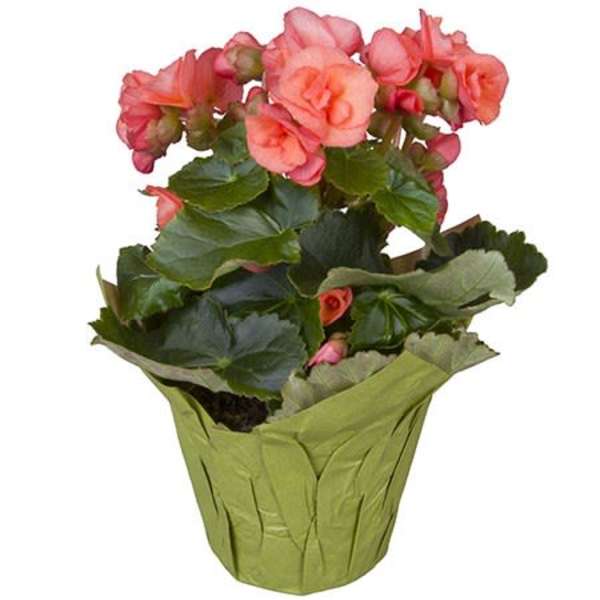 Potted plant with pink flowers in a green wrap