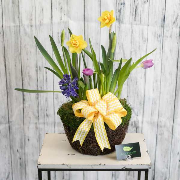 Yellow daffodils and purple tulips in a moss-covered basket with a ribbon