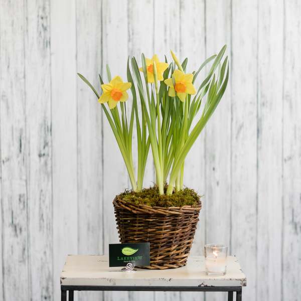 Potted yellow and orange daffodils in a woven basket on a table with a small candle.