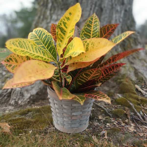 Potted croton plant with yellow, green, and orange variegated leaves in a woven basket container