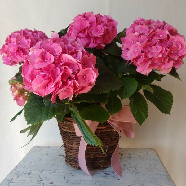 12 Months Subscription - Seasonal Plant