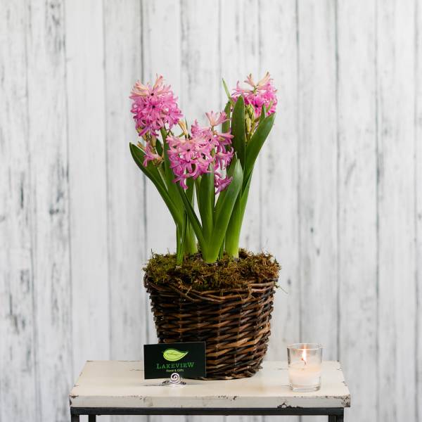 Potted pink hyacinth-style flowers with green leaves in a wicker basket on a small table.