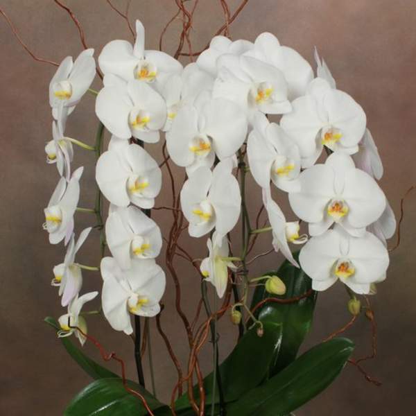 Exquisite Orchids