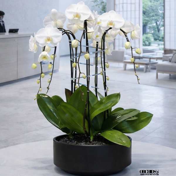 White orchids arranged in a black round planter