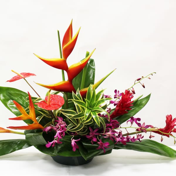 Tropical arrangement with orange and red blooms, purple orchids, and a variegated green plant in a low black bowl