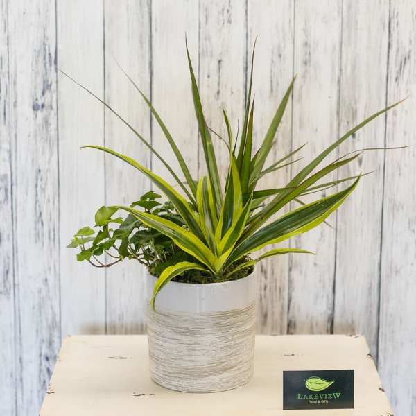 Potted green plant arrangement in a white ceramic container