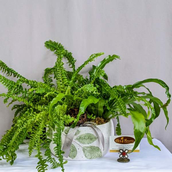 Potted fern arrangement in a white decorative container with a ribbon