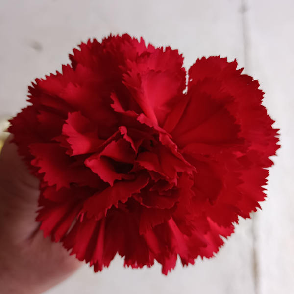 Close-up of a red carnation bloom held in a hand