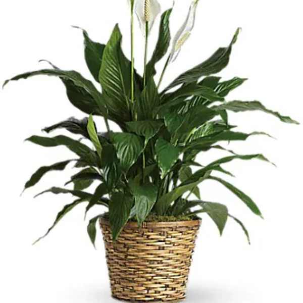 Potted peace lily in a woven basket planter