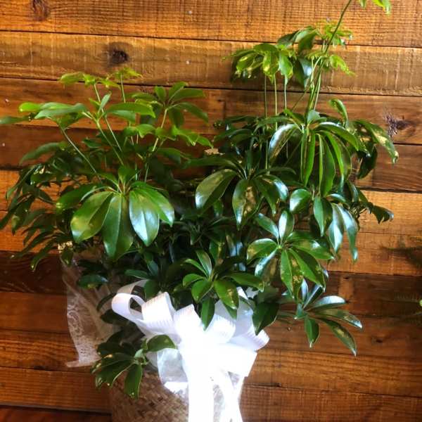 Potted green houseplant in a woven basket with a white ribbon