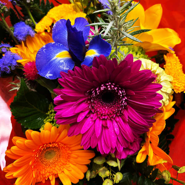Colorful bouquet with gerbera daisies and an iris against red wrap